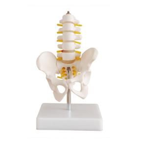 What is the use of the five-segment lumbar model of the pelvic belt in teaching?